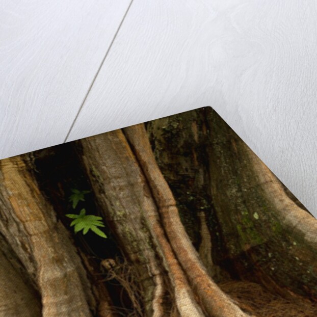 Close up view of trunk and roots of Ironwood Tree by Anonymous