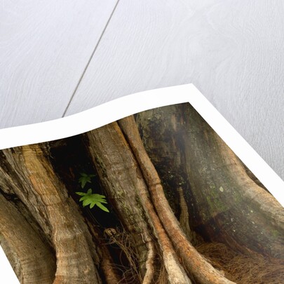 Close up view of trunk and roots of Ironwood Tree by Anonymous