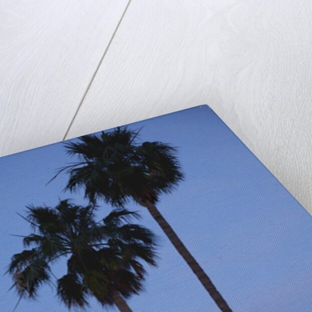 Setting sun between two California Fan Palm trees by Anonymous