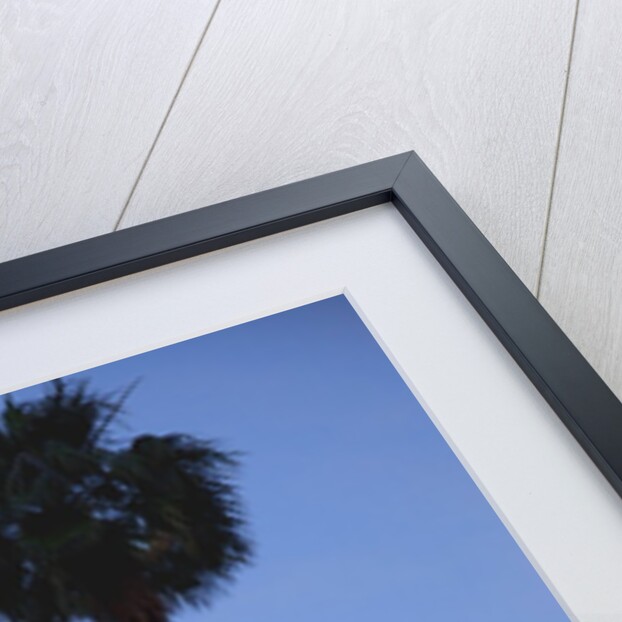 Setting sun between two California Fan Palm trees by Anonymous