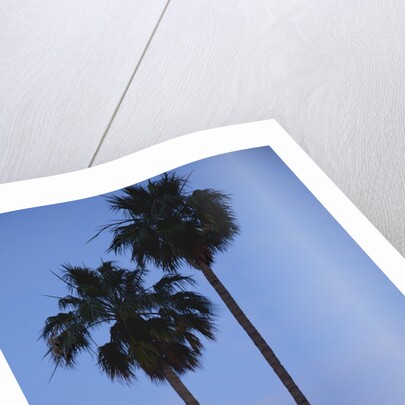 Setting sun between two California Fan Palm trees by Anonymous