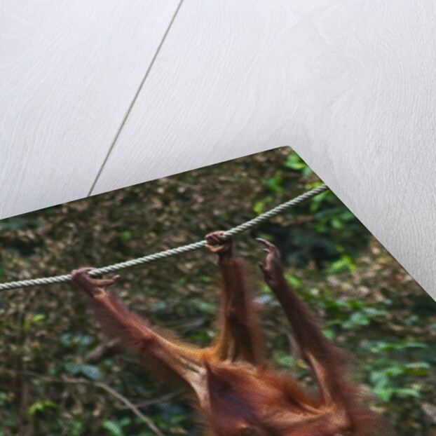 An orangutan (Pongo pygmaeus) at the Sepilok Orangutan Rehabilitation Center by Anonymous