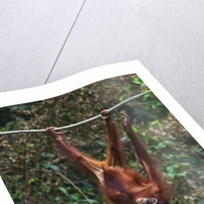 An orangutan (Pongo pygmaeus) at the Sepilok Orangutan Rehabilitation Center by Anonymous