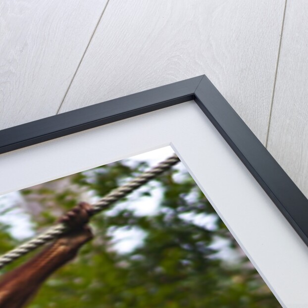 An orangutan (Pongo pygmaeus) at the Sepilok Orangutan Rehabilitation Center by Anonymous