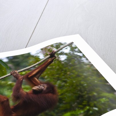 An orangutan (Pongo pygmaeus) at the Sepilok Orangutan Rehabilitation Center by Anonymous