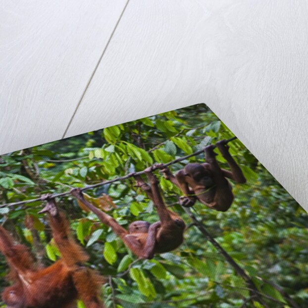 A group of orangutans (Pongo pygmaeus) at the Sepilok Orangutan Rehabilitation Center by Anonymous