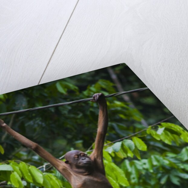 A sick baby orangutan (Pongo pygmaeus) at the Sepilok Orangutan Rehabilitation Center by Anonymous