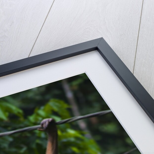 A sick baby orangutan (Pongo pygmaeus) at the Sepilok Orangutan Rehabilitation Center by Anonymous