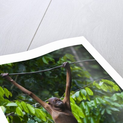 A sick baby orangutan (Pongo pygmaeus) at the Sepilok Orangutan Rehabilitation Center by Anonymous