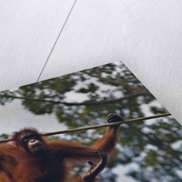 An orangutan (Pongo pygmaeus) at the Sepilok Orangutan Rehabilitation Center by Anonymous