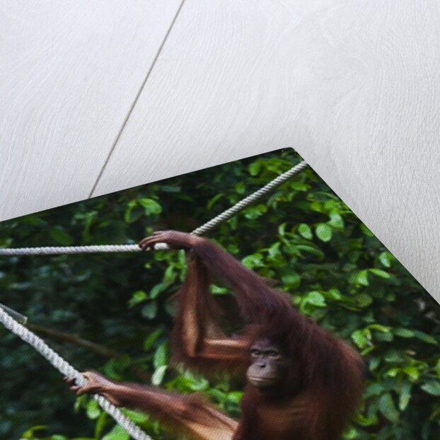 An orangutan (Pongo pygmaeus) at the Sepilok Orangutan Rehabilitation Center by Anonymous