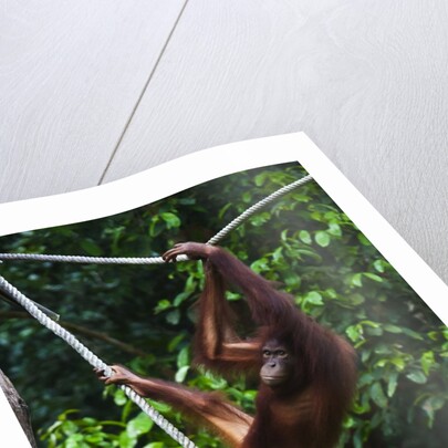 An orangutan (Pongo pygmaeus) at the Sepilok Orangutan Rehabilitation Center by Anonymous