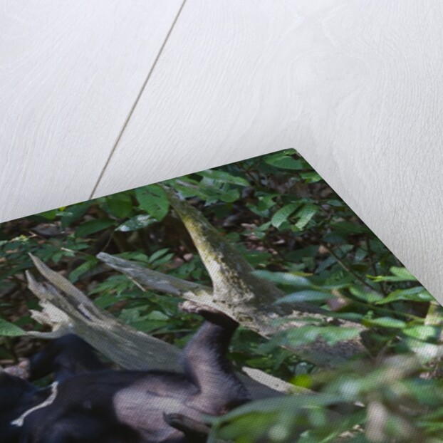 A sun bear (Helarctos malayanus) at the Bornean Sun Bear Conservation Center by Anonymous