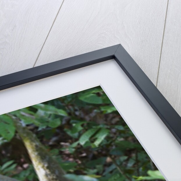 A sun bear (Helarctos malayanus) at the Bornean Sun Bear Conservation Center by Anonymous