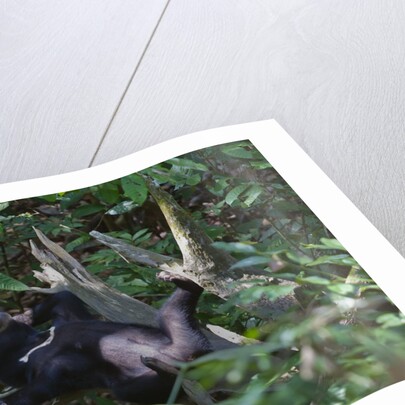 A sun bear (Helarctos malayanus) at the Bornean Sun Bear Conservation Center by Anonymous