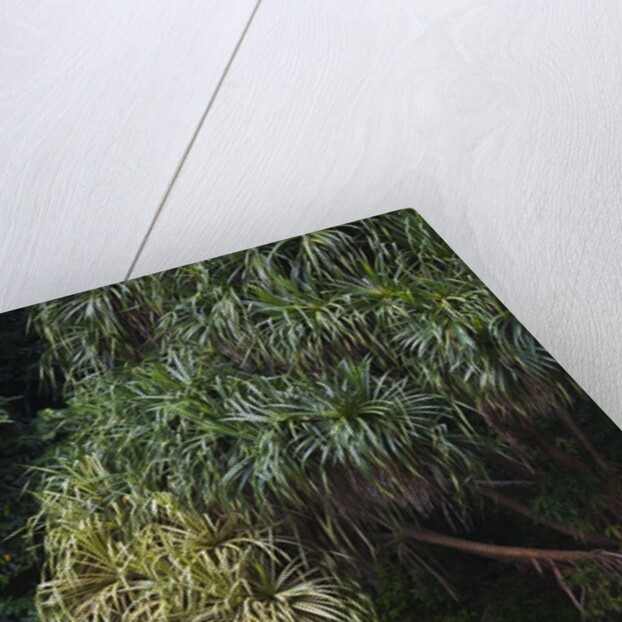 BORNEO_D284 by Anonymous