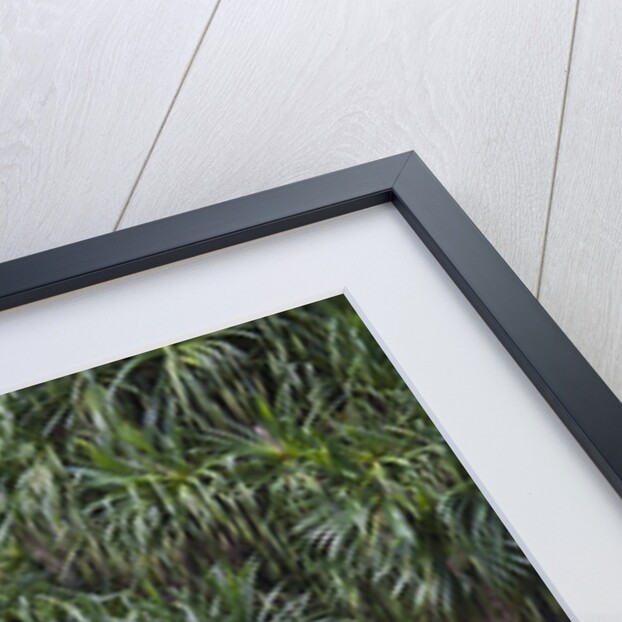 BORNEO_D284 by Anonymous