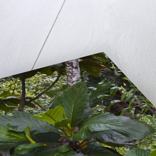 Tropical plants in Kabili-Sepilok Forest Reserve by Anonymous