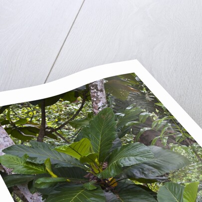 Tropical plants in Kabili-Sepilok Forest Reserve by Anonymous