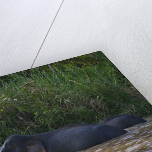 Bornean Pygmy Elephants (Elephas maximus borneensis) by Anonymous