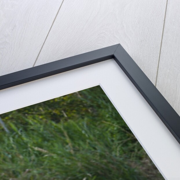 Bornean Pygmy Elephants (Elephas maximus borneensis) by Anonymous