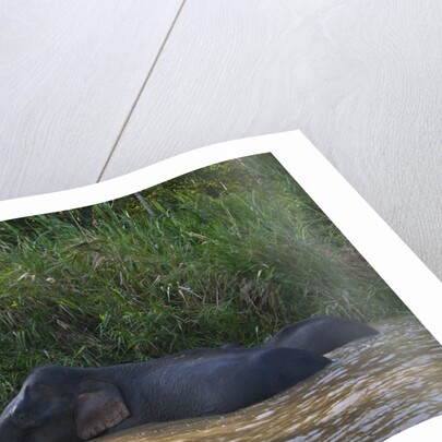 Bornean Pygmy Elephants (Elephas maximus borneensis) by Anonymous