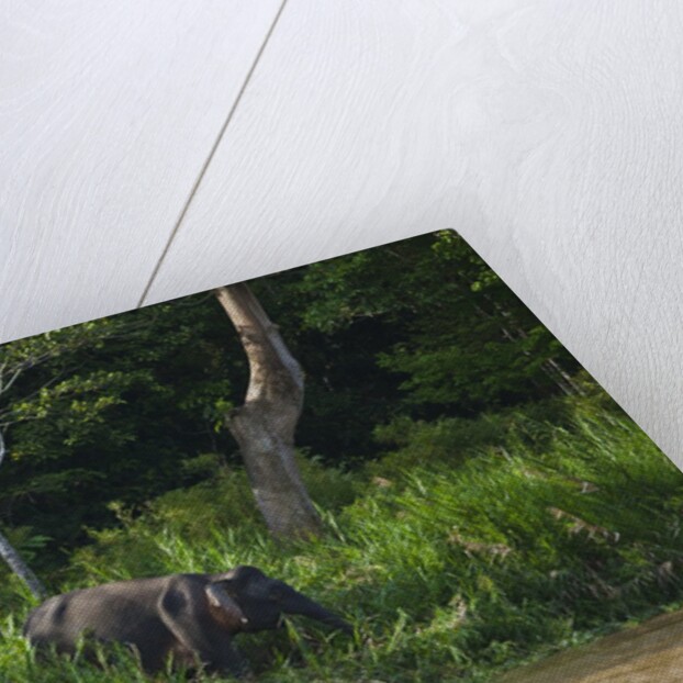 Bornean Pygmy Elephants (Elephas maximus borneensis) by Anonymous