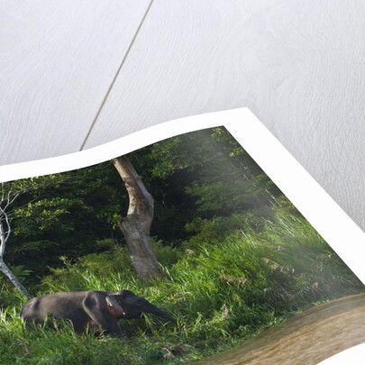 Bornean Pygmy Elephants (Elephas maximus borneensis) by Anonymous