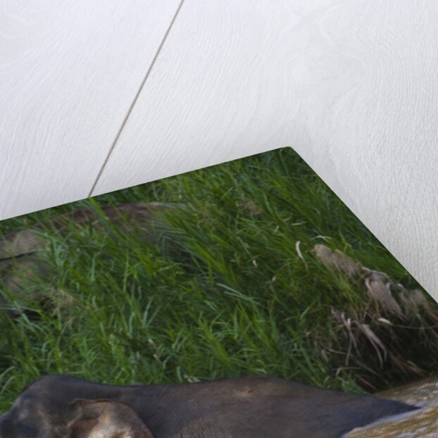 Bornean Pygmy Elephants (Elephas maximus borneensis) by Anonymous