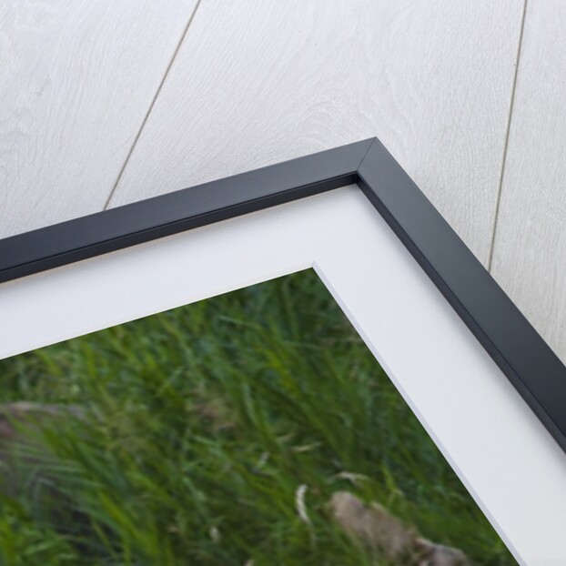 Bornean Pygmy Elephants (Elephas maximus borneensis) by Anonymous