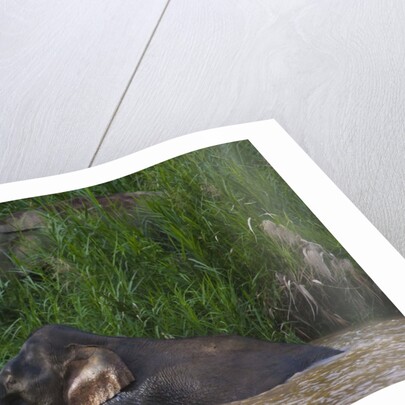 Bornean Pygmy Elephants (Elephas maximus borneensis) by Anonymous