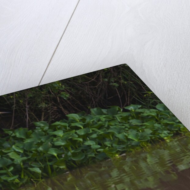 A great egret (Ardea alba) hunts along the riverbank by Anonymous