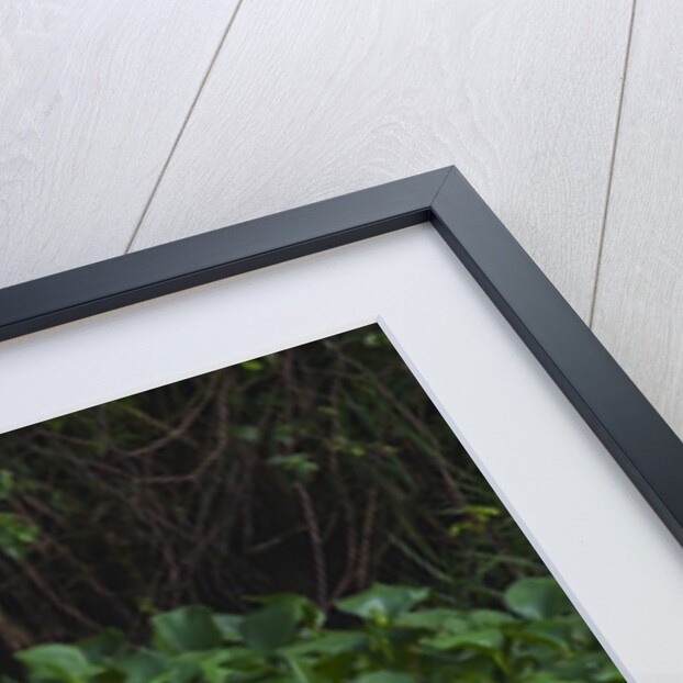 A great egret (Ardea alba) hunts along the riverbank by Anonymous