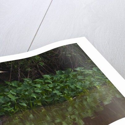 A great egret (Ardea alba) hunts along the riverbank by Anonymous