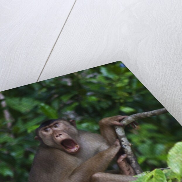 Stump-tailed macaque (Macaca arctoices) by Anonymous
