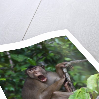 Stump-tailed macaque (Macaca arctoices) by Anonymous