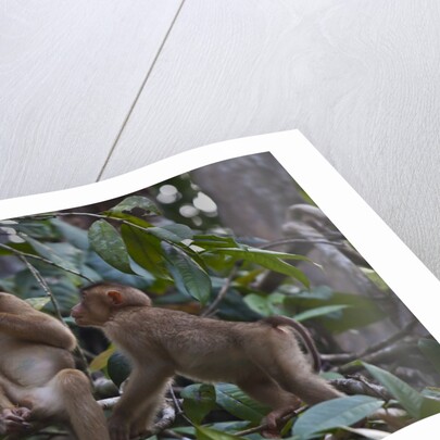 Stump-tailed macaques (Macaca arctoices) by Anonymous