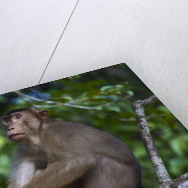 Stump-tailed macaque (Macaca arctoices) by Anonymous