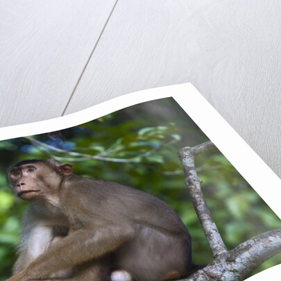 Stump-tailed macaque (Macaca arctoices) by Anonymous