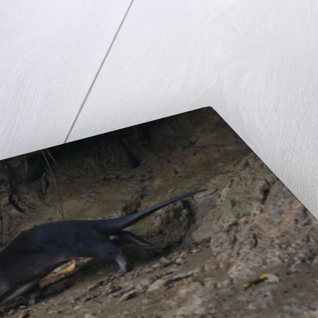 Hairy-nosed otter (Lutra sumatrana) by Anonymous