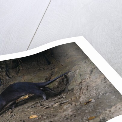 Hairy-nosed otter (Lutra sumatrana) by Anonymous