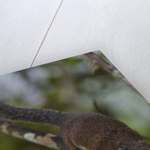 Bornean mountain ground squirrel (Dremomys everetti) on a branch by Anonymous