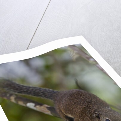 Bornean mountain ground squirrel (Dremomys everetti) on a branch by Anonymous