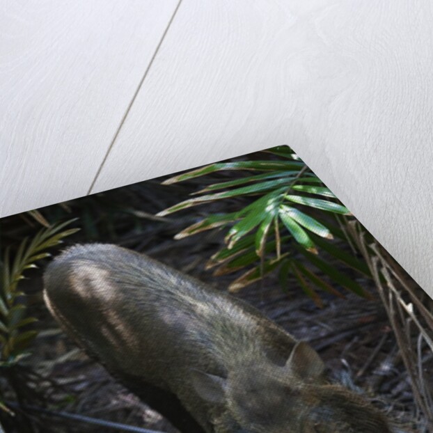 A Bornean bearded pig (Sus barbatus) by Anonymous