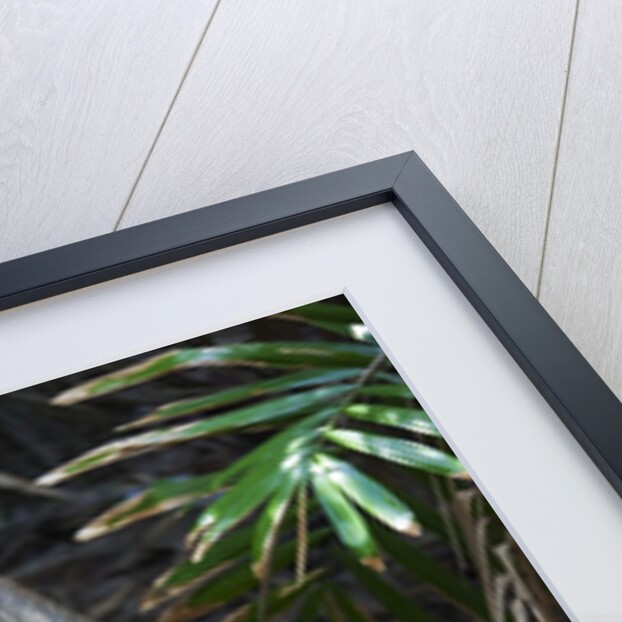 A Bornean bearded pig (Sus barbatus) by Anonymous