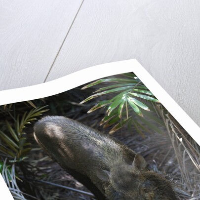 A Bornean bearded pig (Sus barbatus) by Anonymous