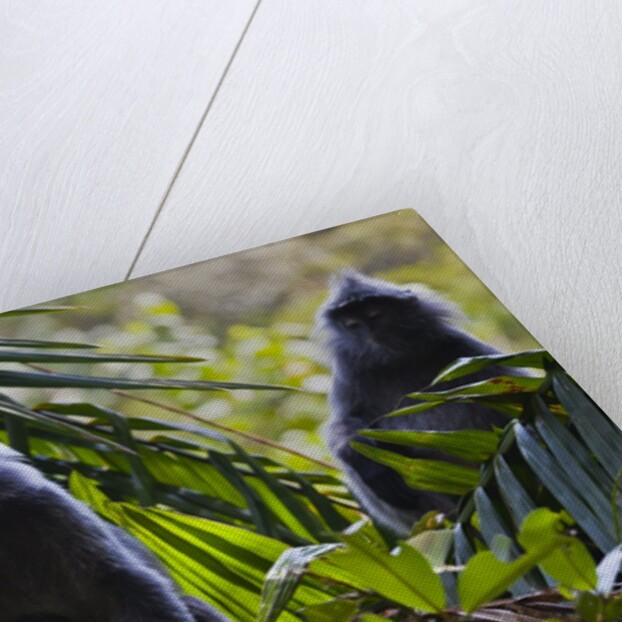 Troupe of silvery lutung or silvered leaf monkeys (Trachypithecus cristatus) by Anonymous