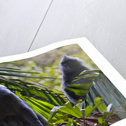 Troupe of silvery lutung or silvered leaf monkeys (Trachypithecus cristatus) by Anonymous