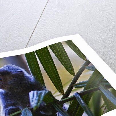 A silvery lutung or silvered leaf monkey (Trachypithecus cristatus) by Anonymous