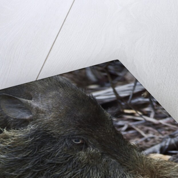A Bornean bearded pig (Sus barbatus) by Anonymous